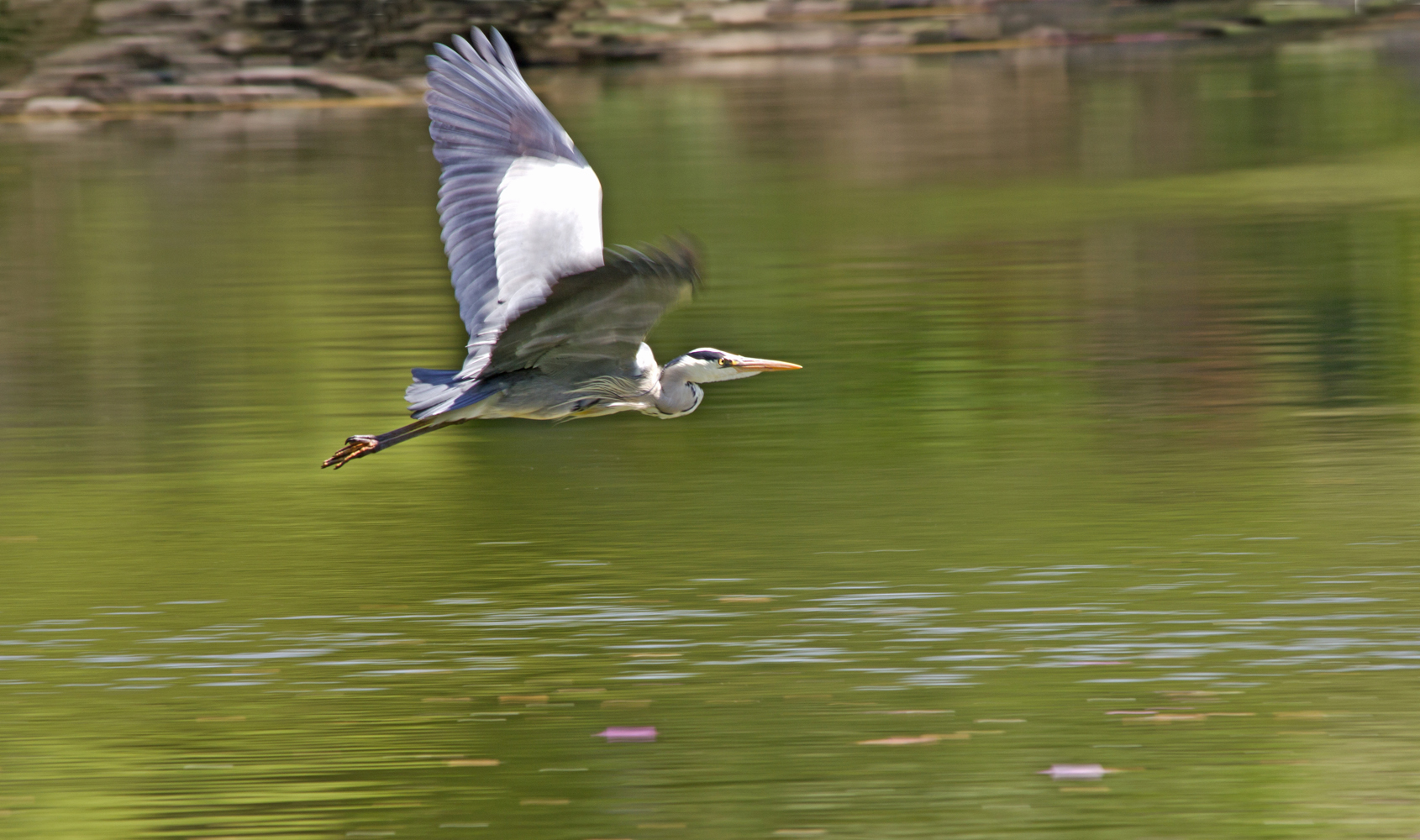 Flying heron aberlady